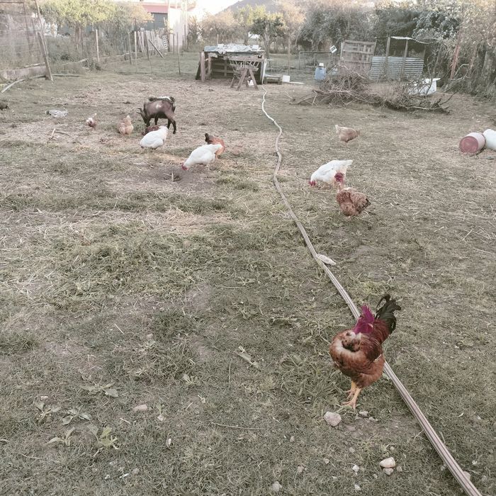 Ovos de galinha mistura