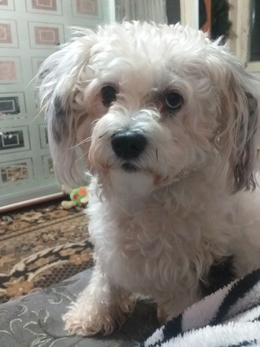 Потеряна собака!