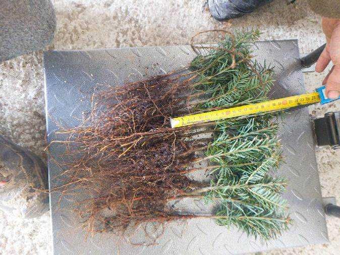 Jodła Kaukaska 10-20 cm