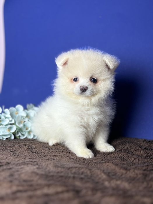 Гарне цуценя шпіца