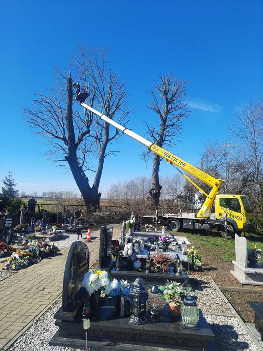 Wycinka i korekta drzew, Nowy Dwór Gd, Krynica Morska, Elbląg, Malbork