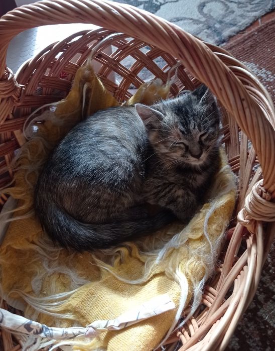 котеня в добрі руки