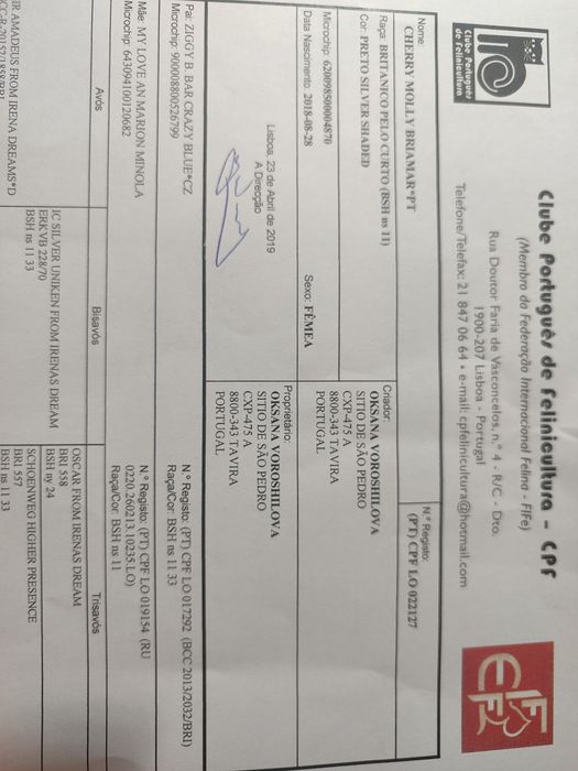 British Shorthair  Chinchilla point