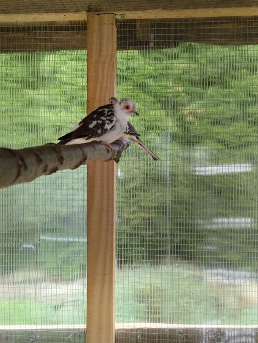 Gołąbki diamentowe szeki