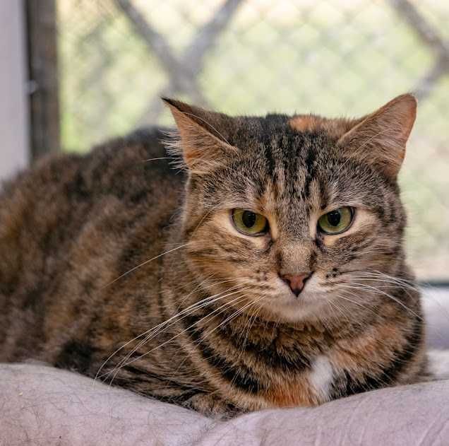 Сашка-пятий рік в притулку, це питання життя !