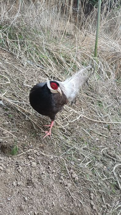 Uszak brunatny samica