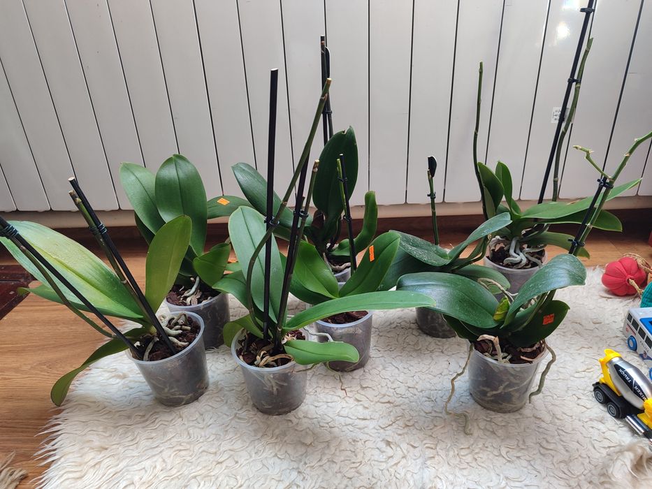 Відцвівші орхідеї