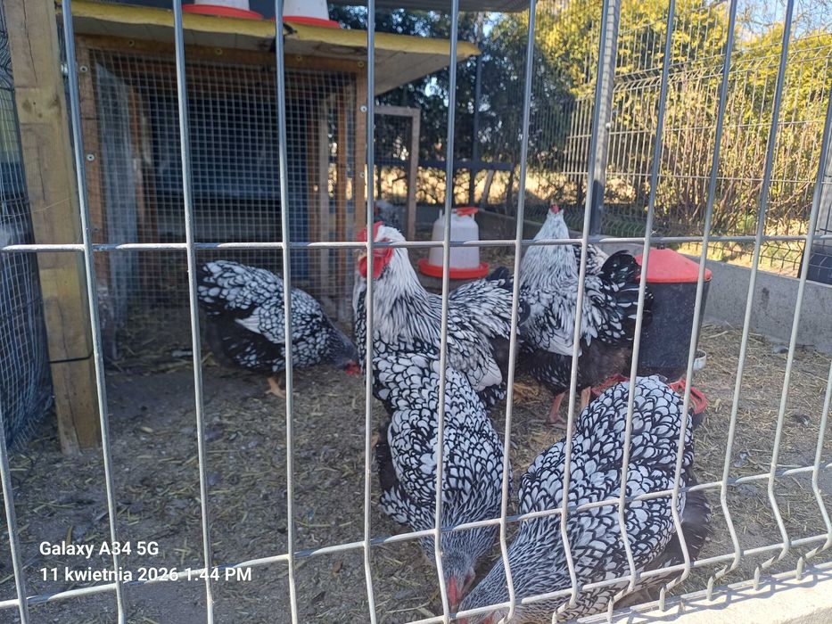 Jaja lęgowe kur Wyandotte