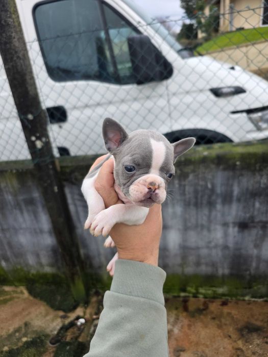 Bulldog frances blue pied femea