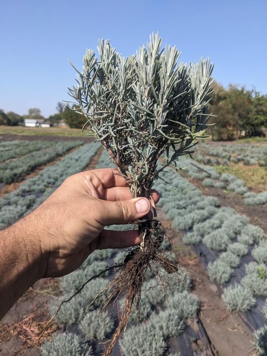 Лаванда  англійської вузьколистої.саджанці букети Манстед Гро