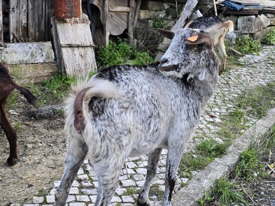 Vendo cabras adultas