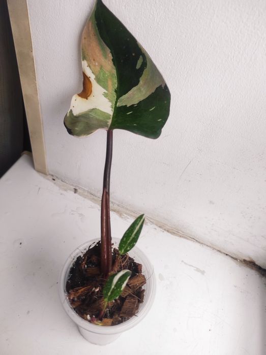 Philodendron Red Anderson/Филодендрон Ред Андерсон