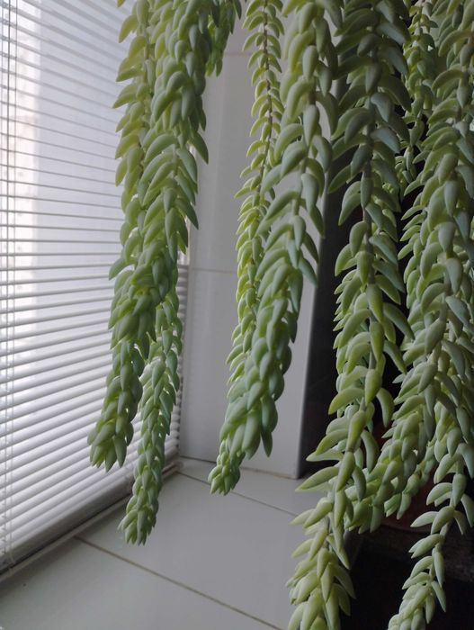 Очиток Моргана цветок суккуленты