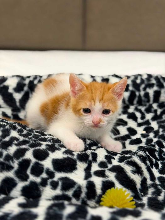 Gatinhos bebés para adoção responsável