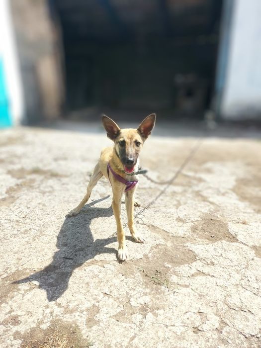 Віддам собачку у добрі руки