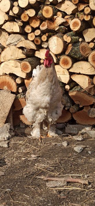 Інкубаційні яйця курей