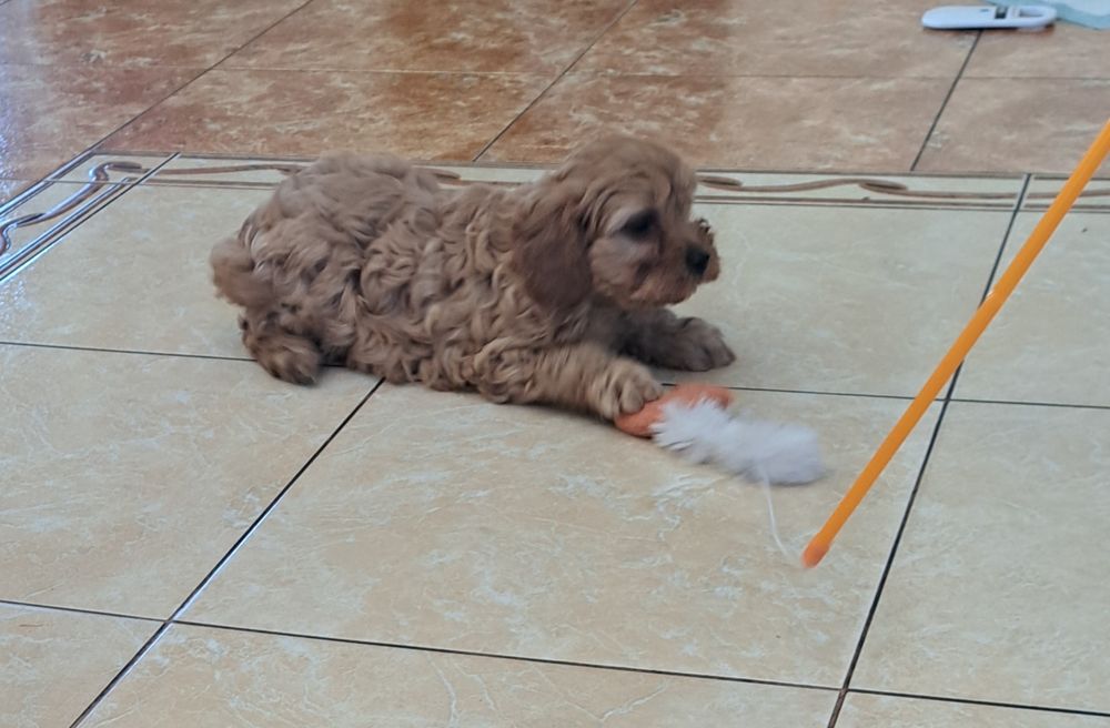 Cavapoo  f1 suczka