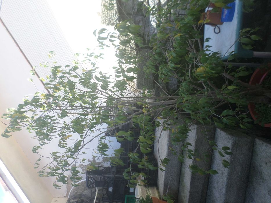 Ficcus benjamim em vaso plastico   +/- 1.90cm