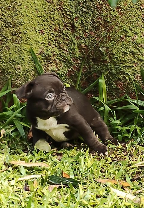 Bulldog Francês Chocolate