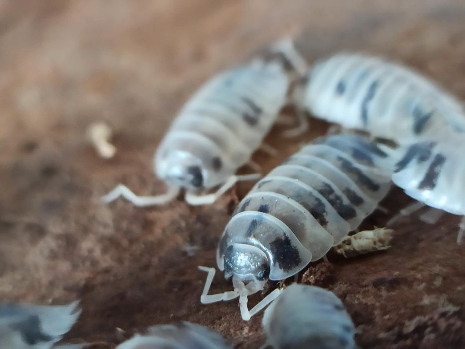 Porcellio laevis dairy cow 10x