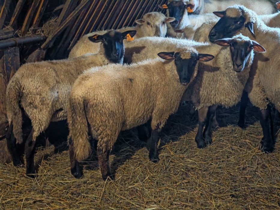 Czarnogłówka jagnięta  młode tryki