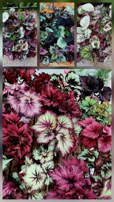 Бегонія королівська