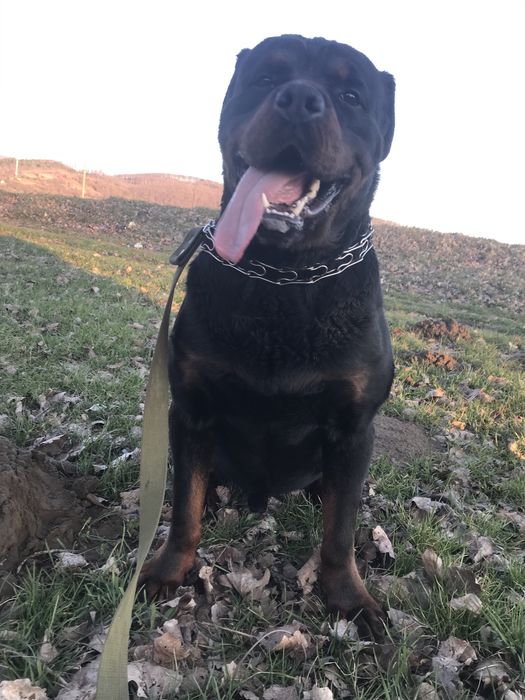 Кобель Ротвейлера для "Вязки"