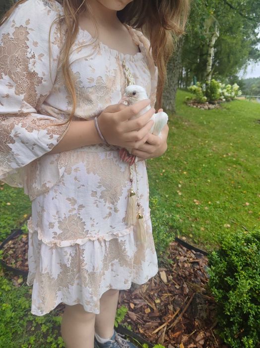 Gołębie staropolskie