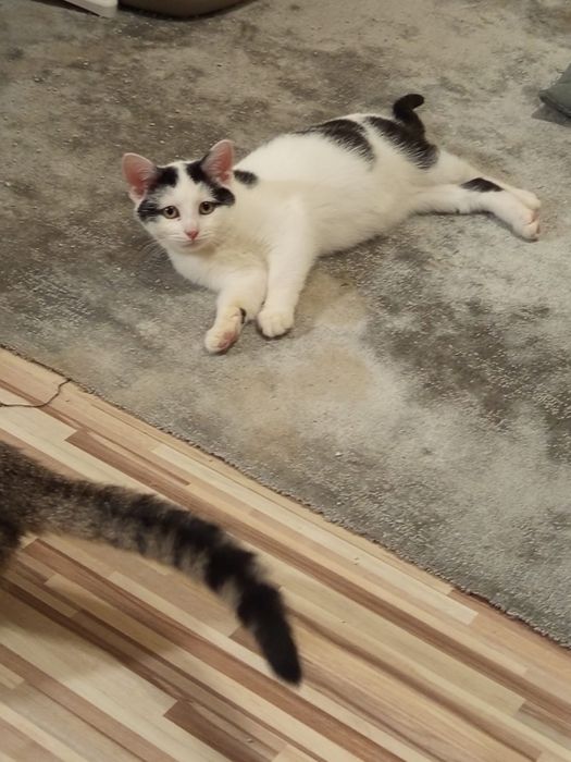 4 miesięczny kocurek szuka domu niewychodzącego