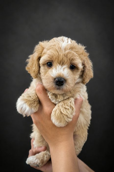 Maltipoo maltidoodle