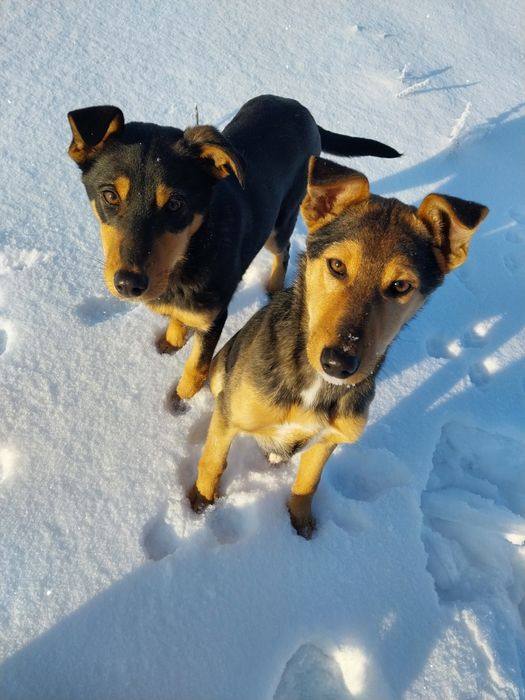 Шукаємо сім'ю найкращому песику другу