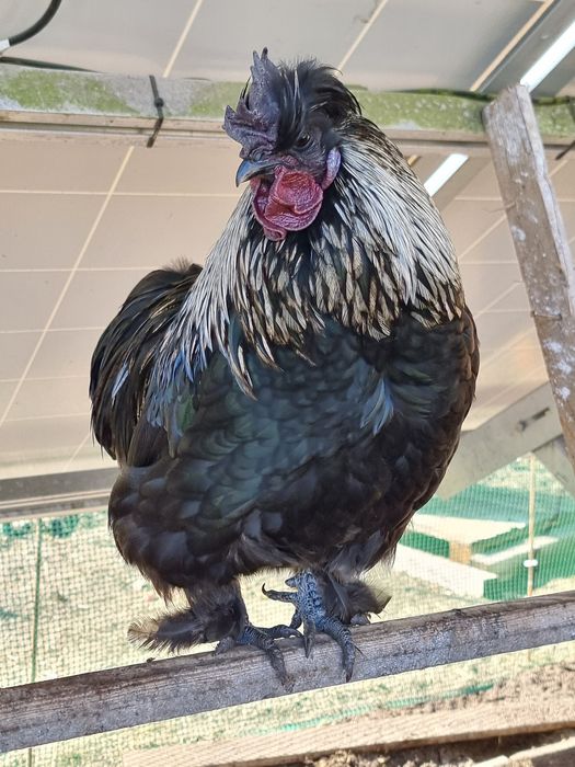 Młode koguty z 2025