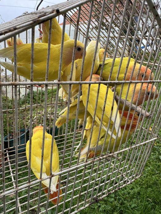 Agapornis roseicollis de várias cores