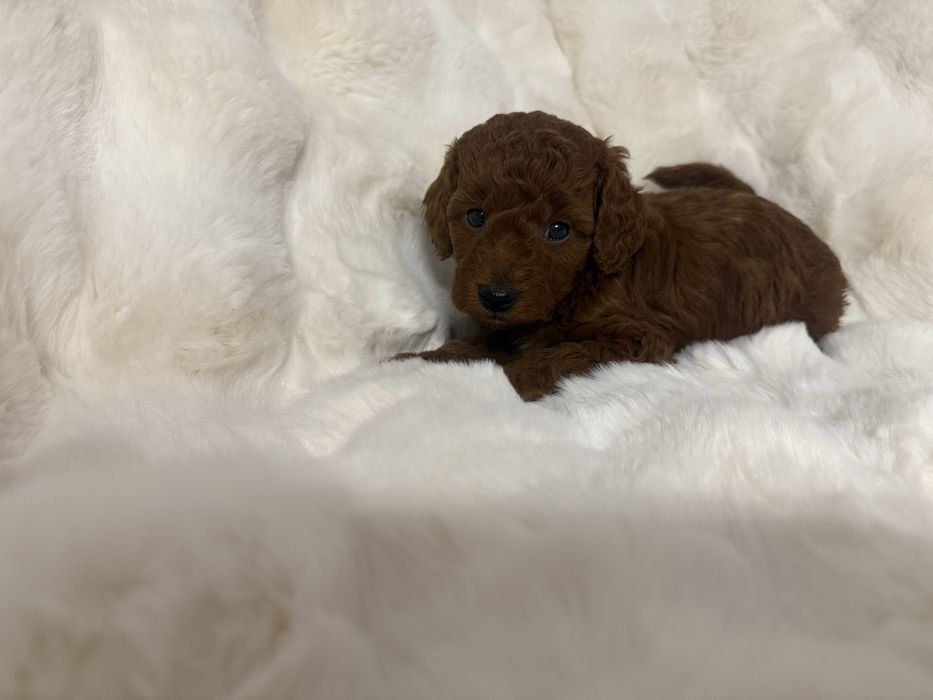 Pudel miniatura piesek z rodowodem