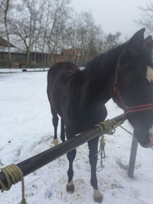 Sprzedam źrebice wielkopolską