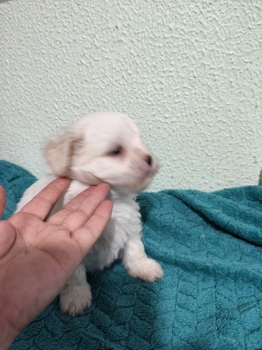 Bichon maltês macho