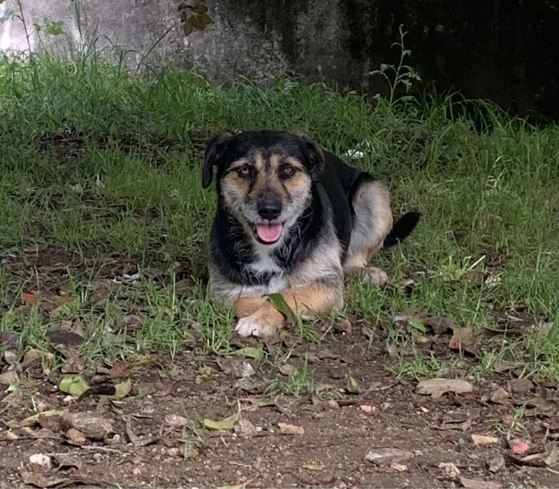 Cães para adoção