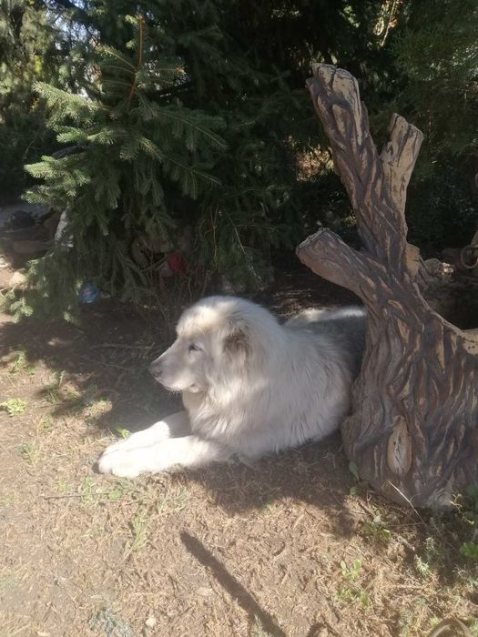 Щенки Кавказской авчарки