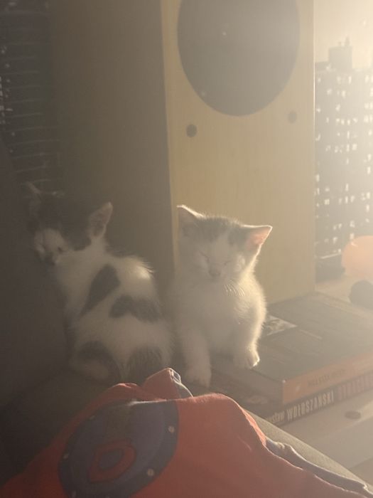 Oddam kotke i kocurka