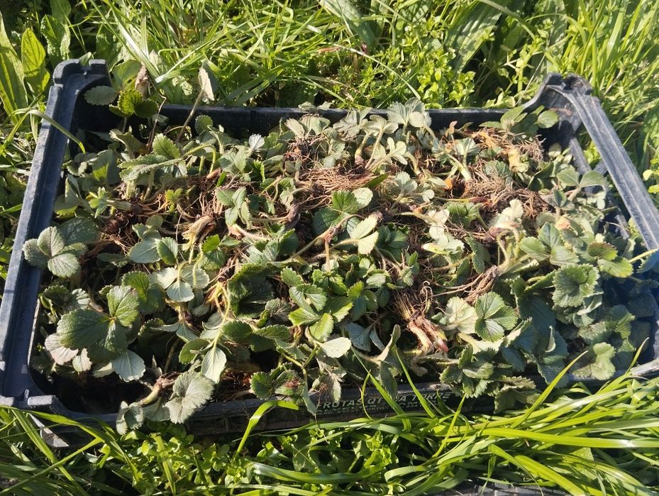 Vende-se pés de morango