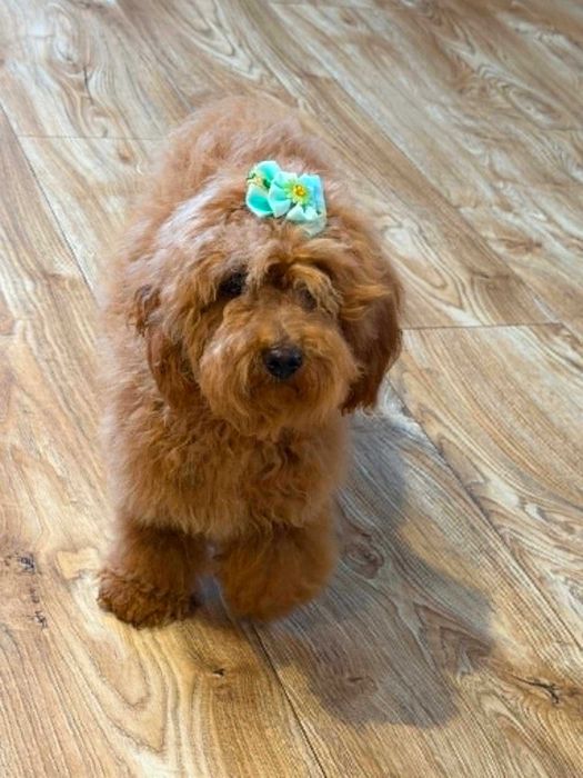 Maltipoo & pudel toy - mini suczka