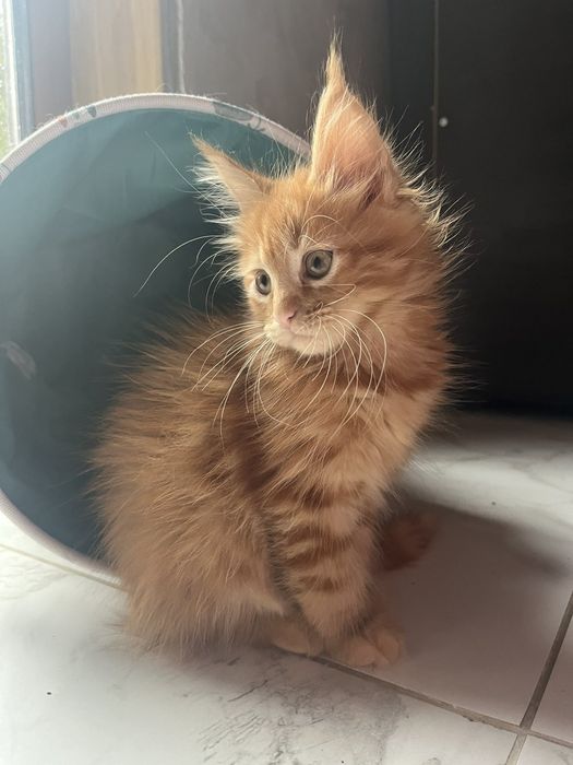 Дівчинка красуня