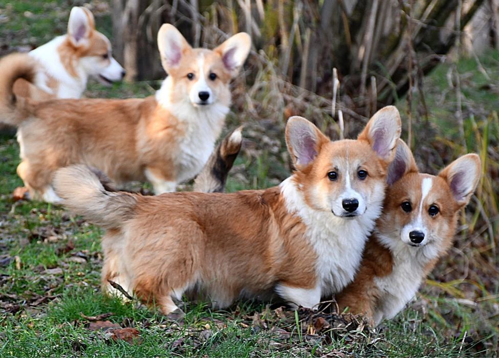 Хлопчик вельш коргі пемброк