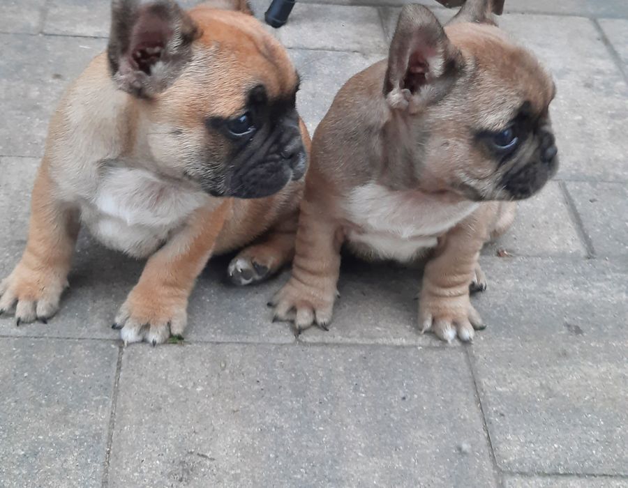 Buldog francuski