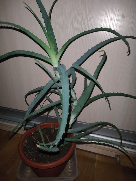 Алое, каланхое, лікувальна рослина