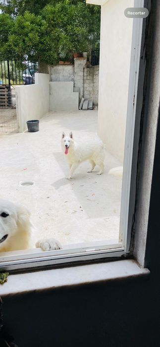 pastor suíço macho
