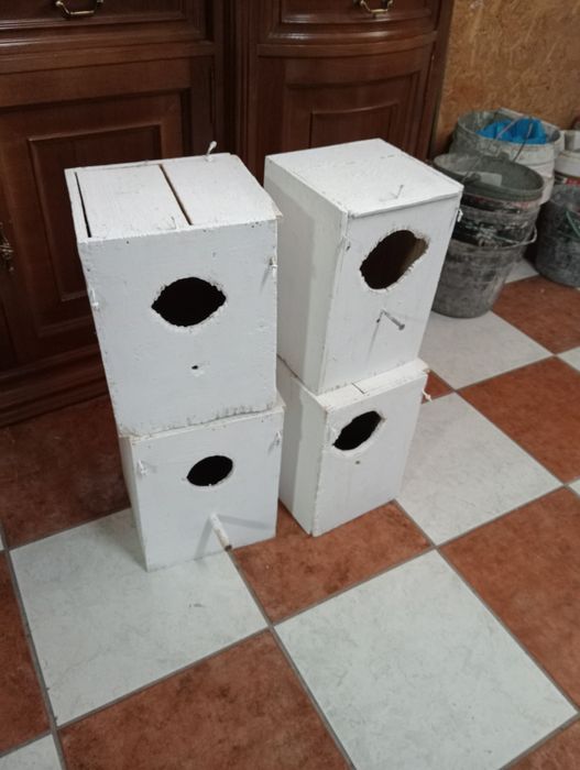 Ninhos de aves caturras e rick necks