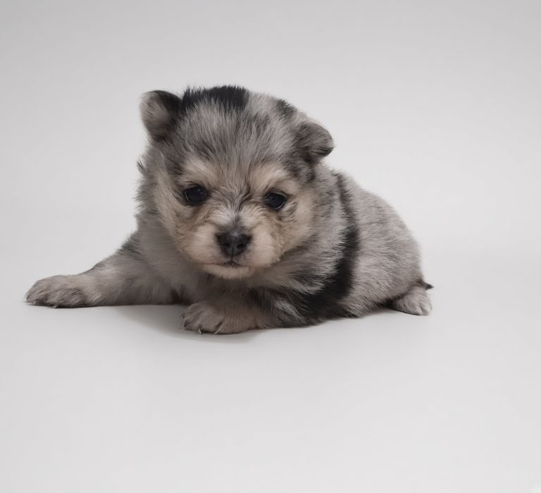 Szpic miniaturowy suczka blue merle and tan piękna