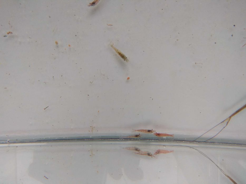 Акваріумні рибки гуппі та креветки