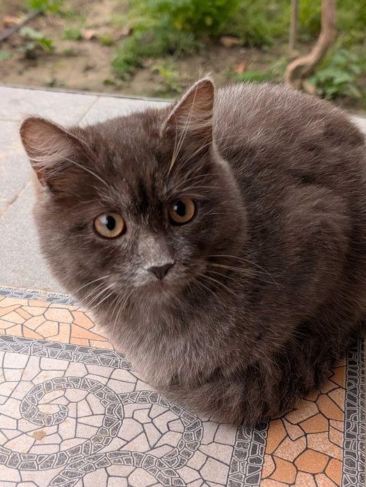 Кошенята в добрі руки (безкоштовно). Привеземо.